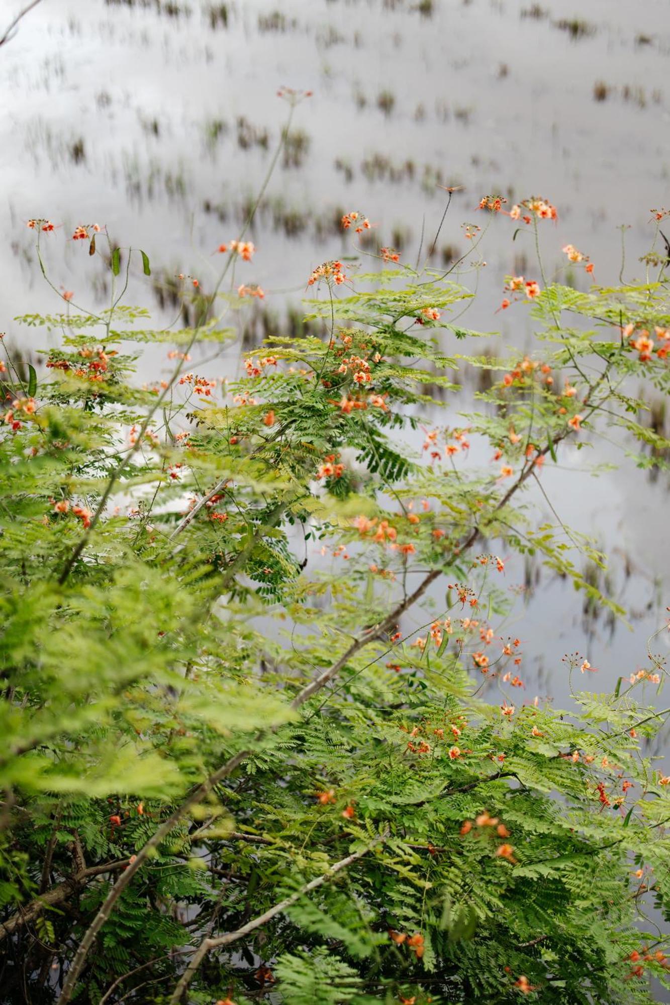 Heron House Hoi An Bagian luar foto